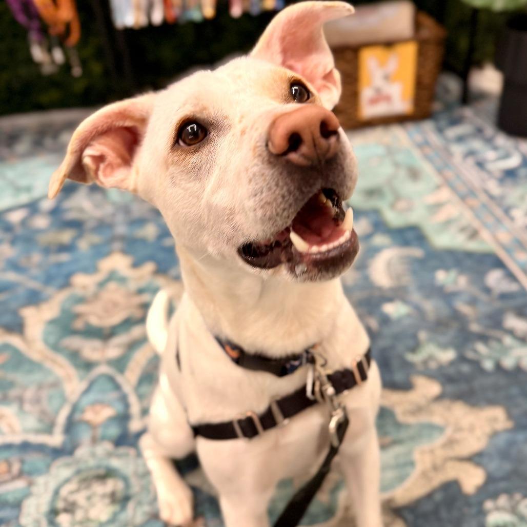 String Bean *in foster*