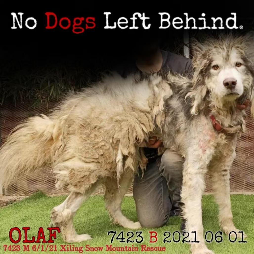 Olaf 7423