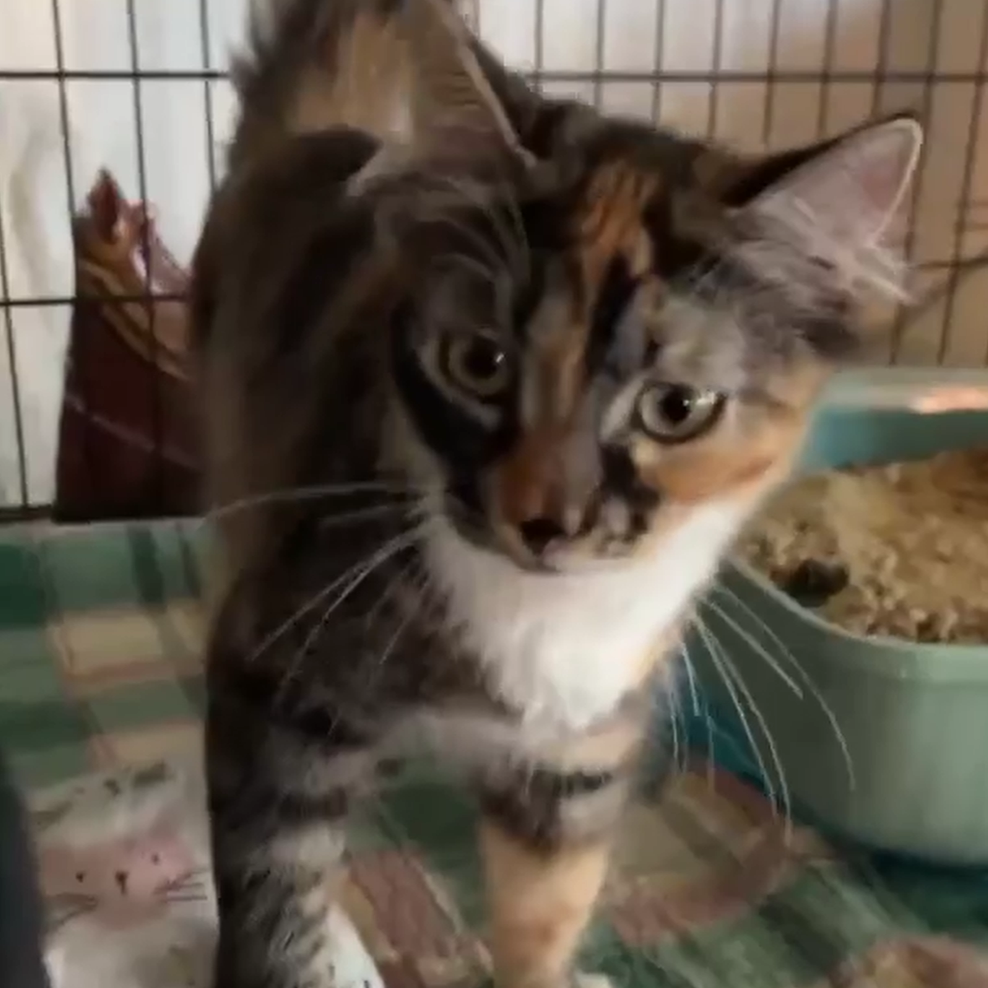 Marmalade