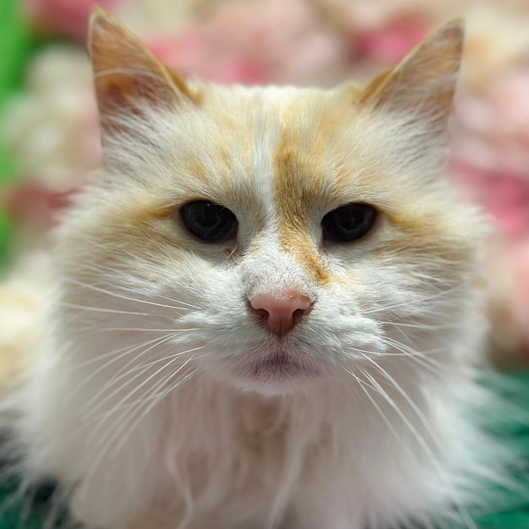 Purrcy