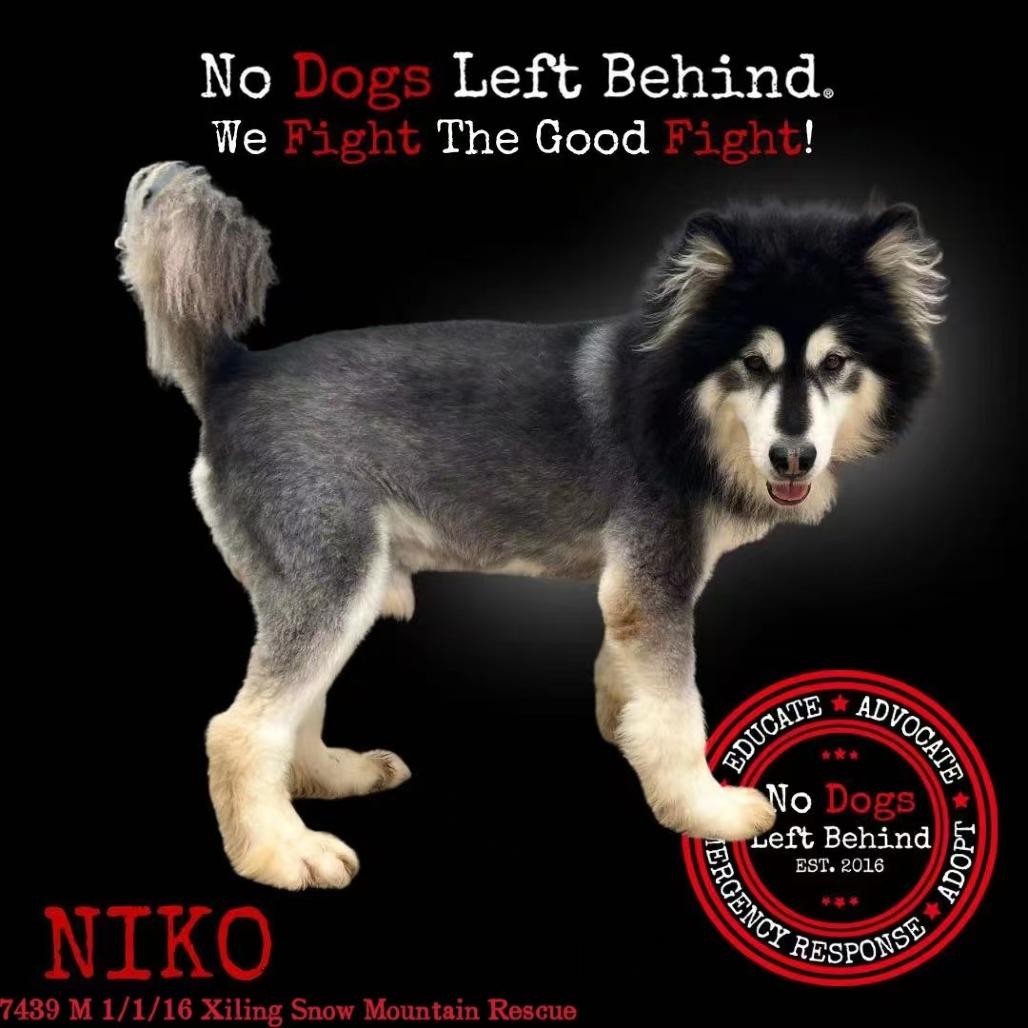 Niko 7439