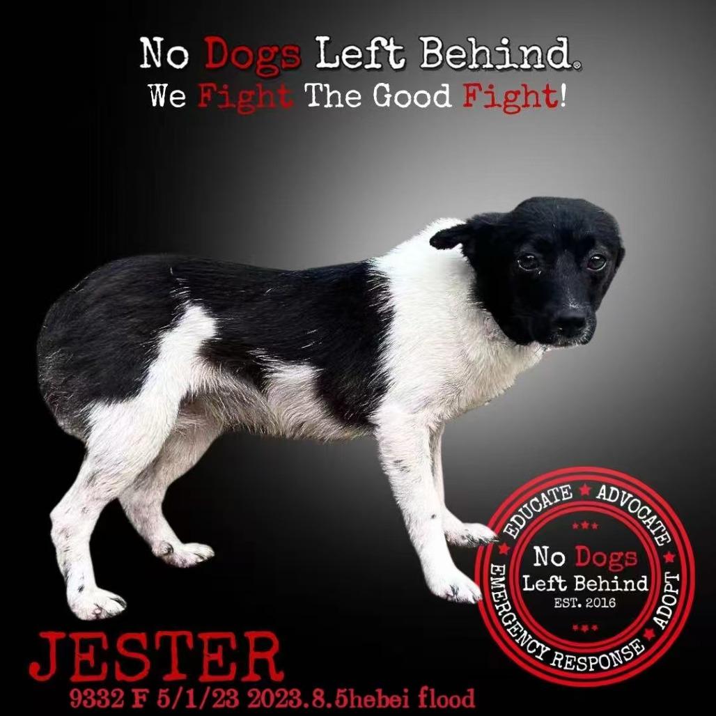 Jester 9332