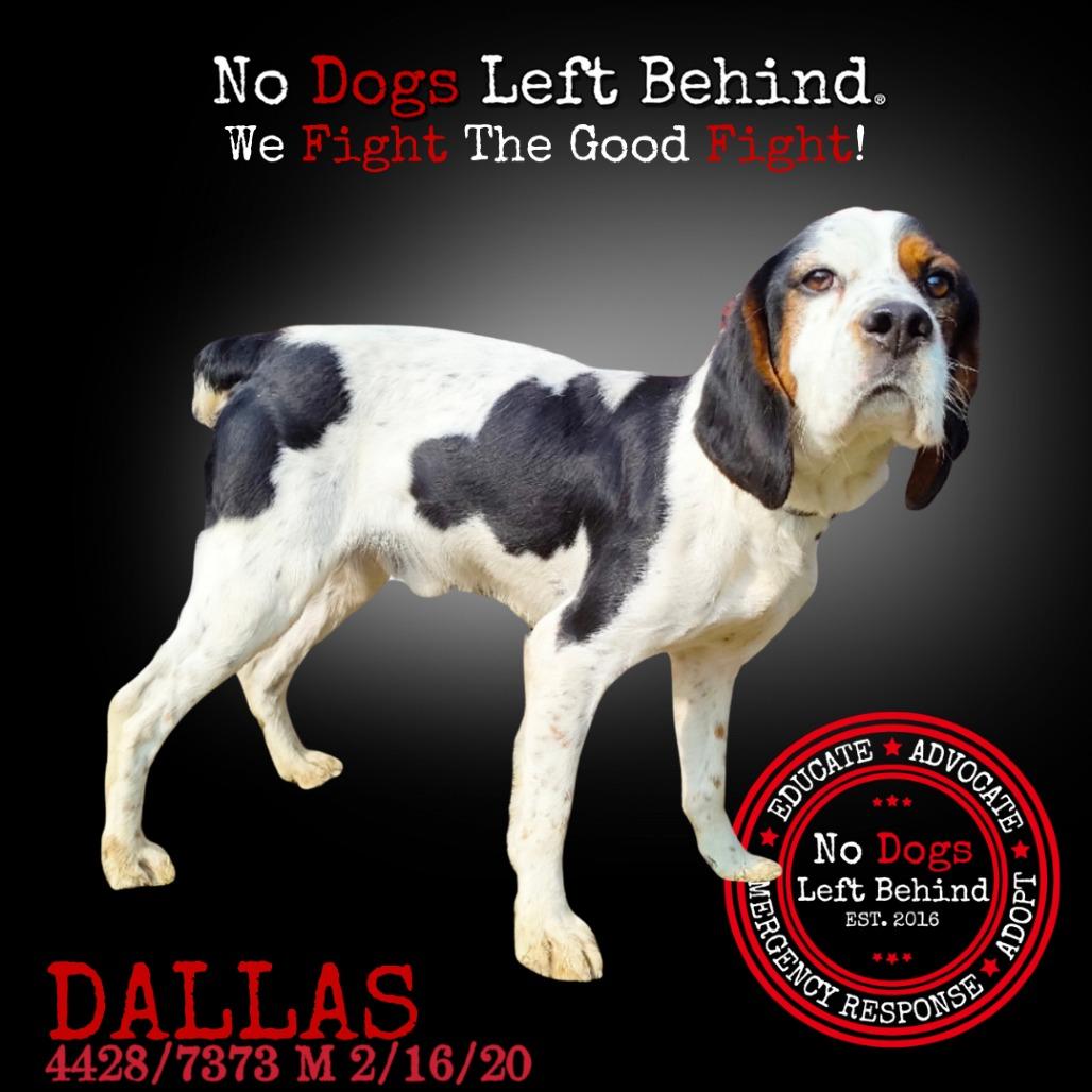 DALLAS 4428/7373