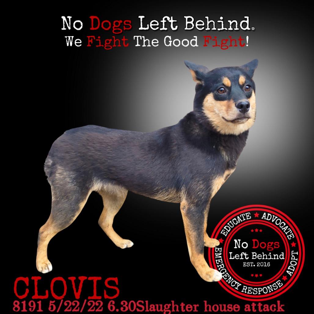 Clovis 8191