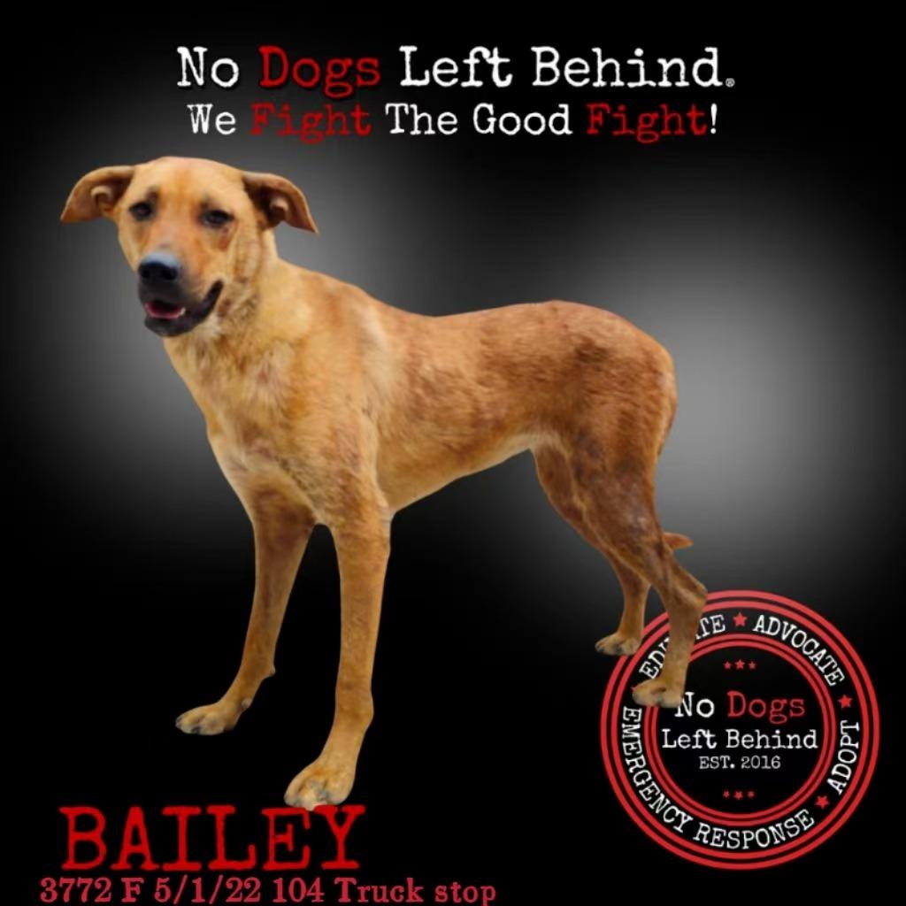 Bailey 3772