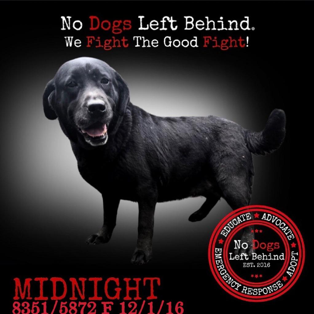 8351 5872 Midnight