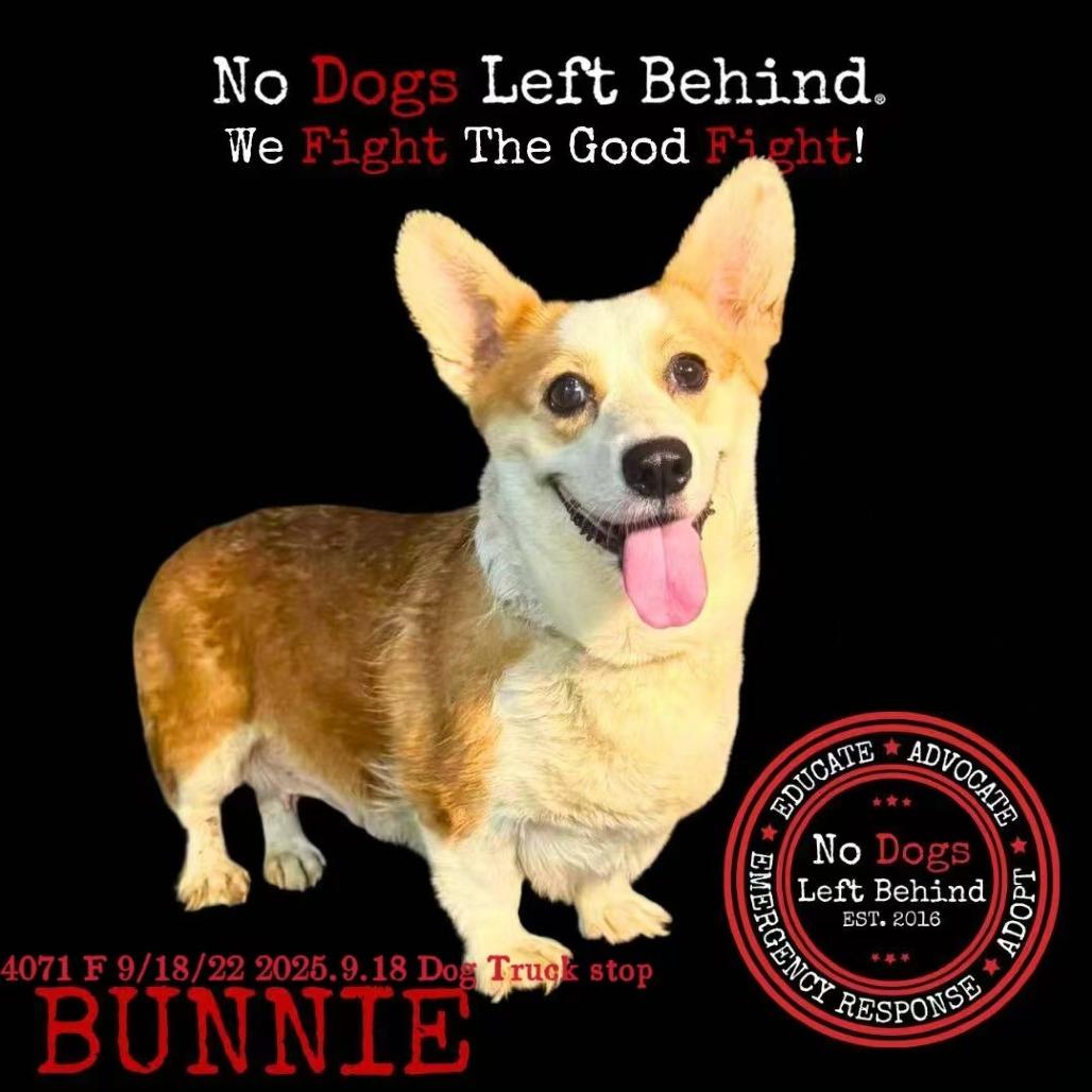 Bunnie 4071