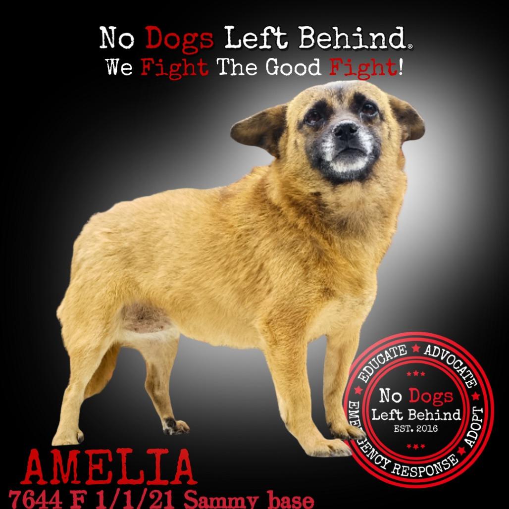 Amelia 7644