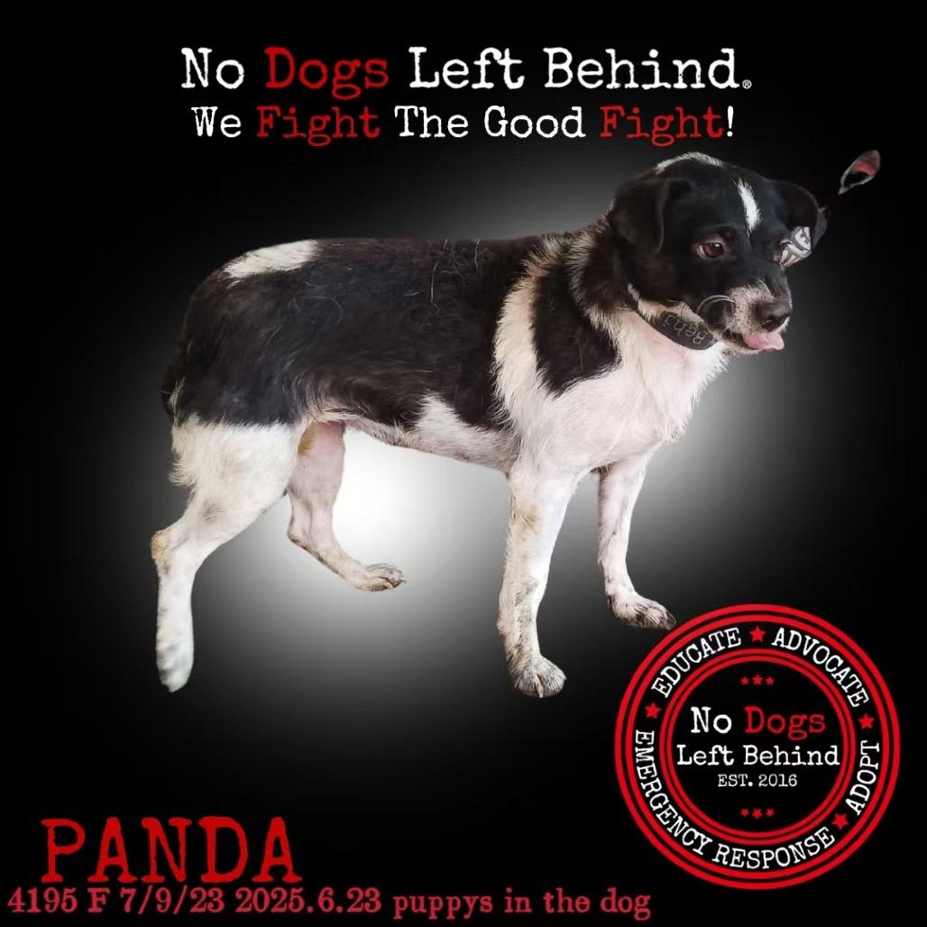 Panda 4195