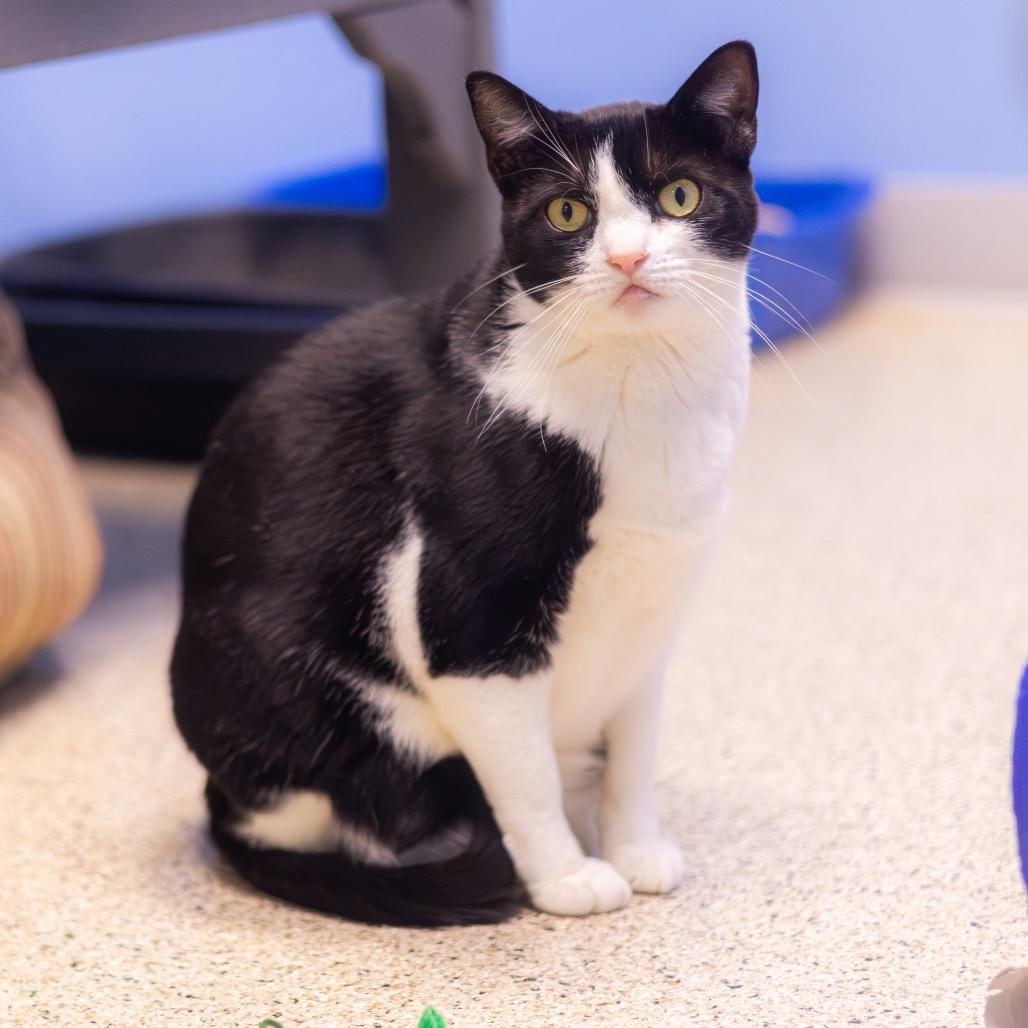 Bean (Bonded with Rusty)