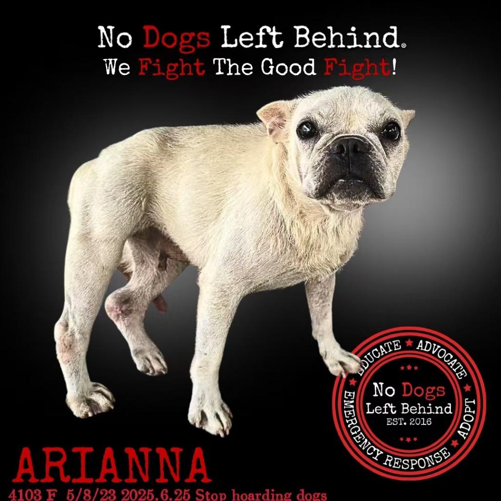 Arianna 4103