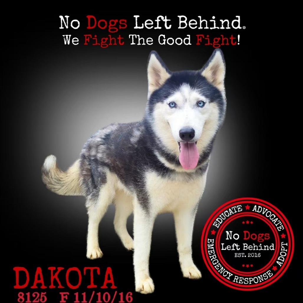 Dakota 8125