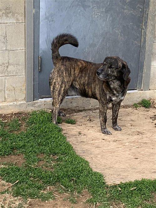 Adoptable Dogs & Puppies in Syracuse, NY