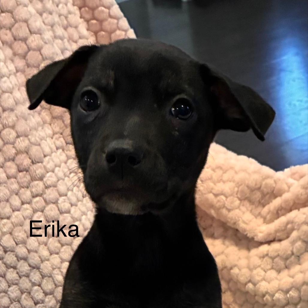 NY Erika Avail Apr 18 (Tractor Supply Patterson NY)