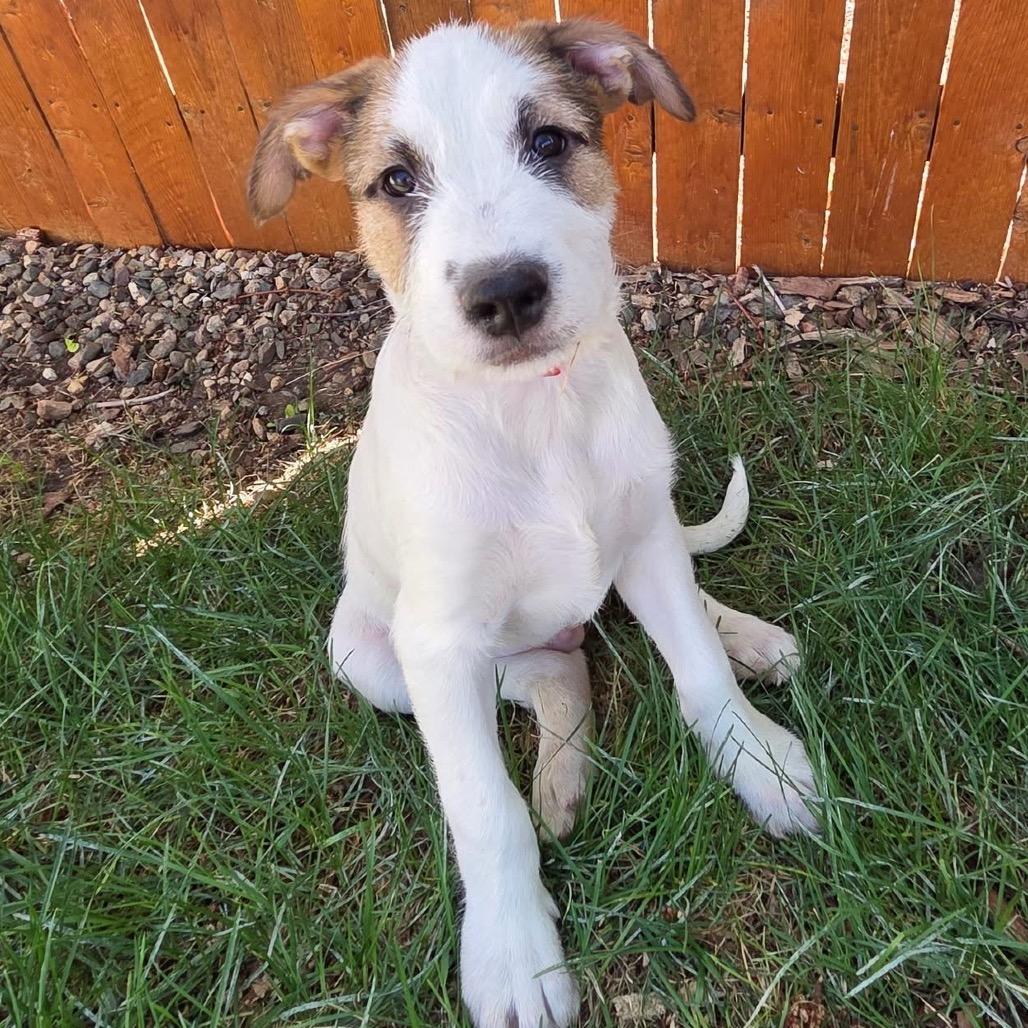 442 (2026) Patches the Clown