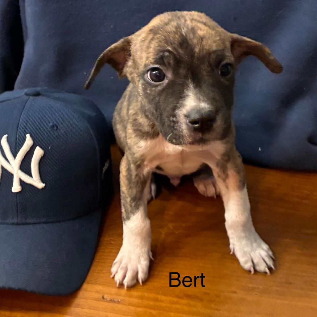 NY Bert Avail Apr 18 (Tractor Supply Patterson NY)