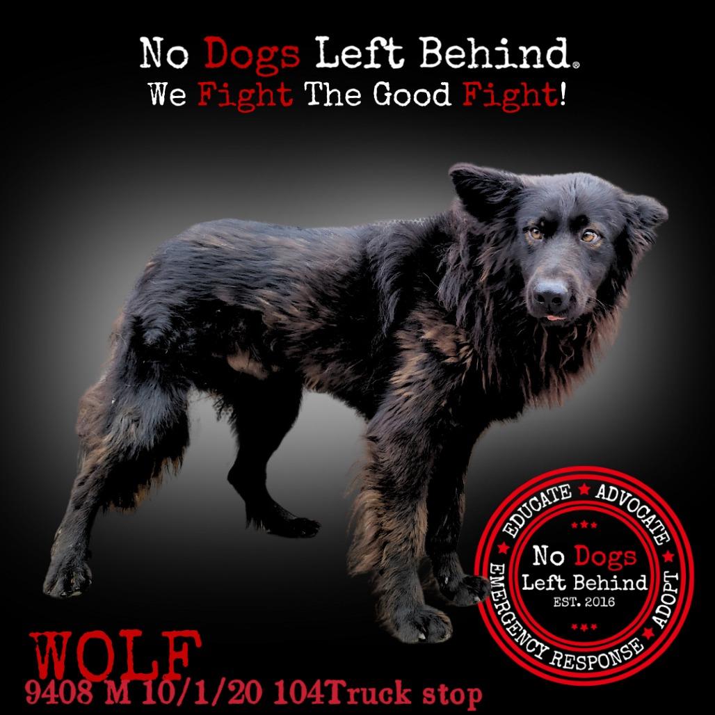 Wolf  9408