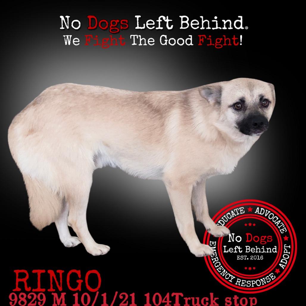 Ringo 9829