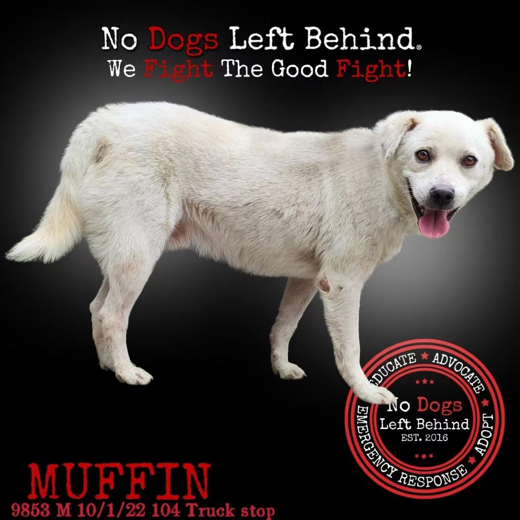 Muffin 9853