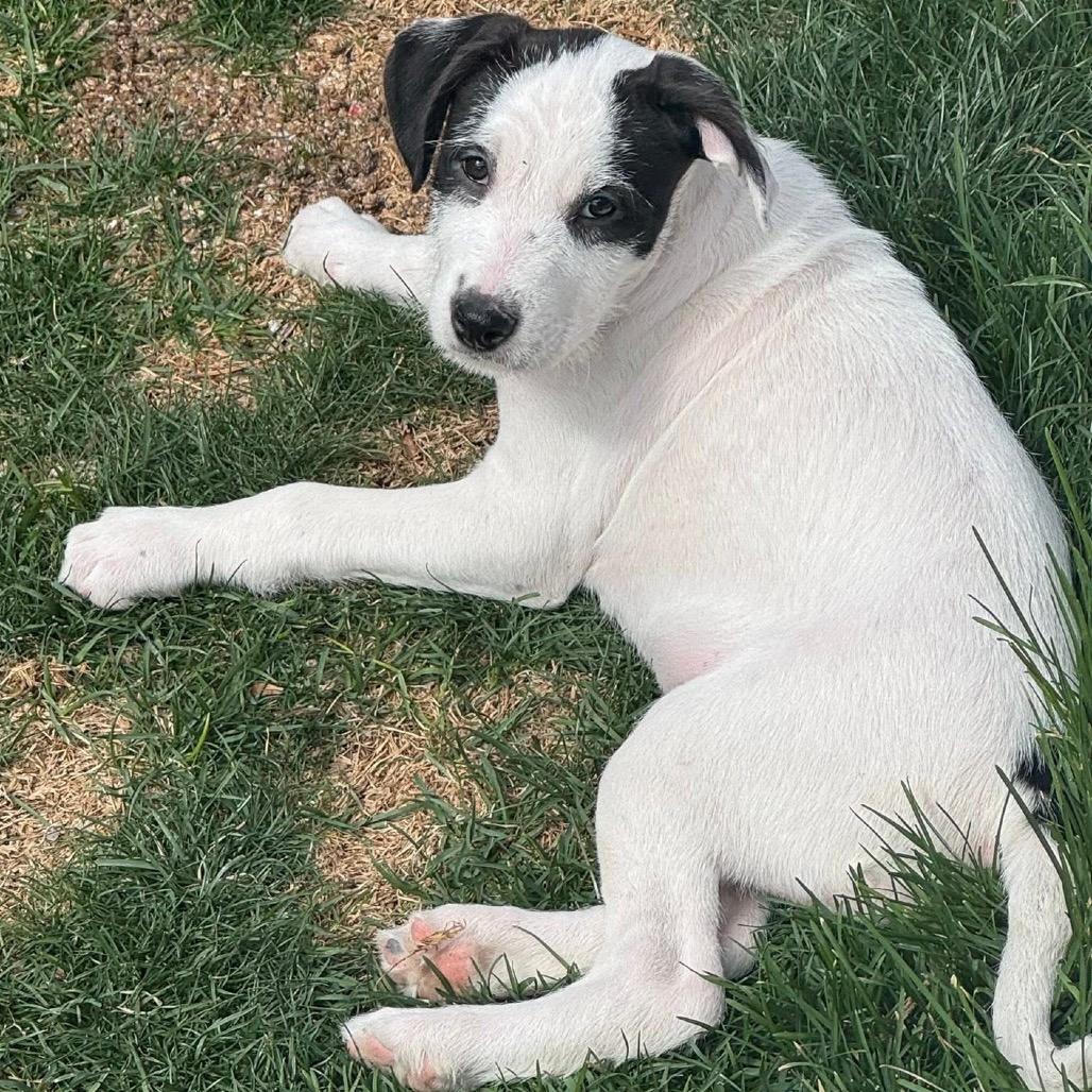 439 (2026) Sweet Dee 