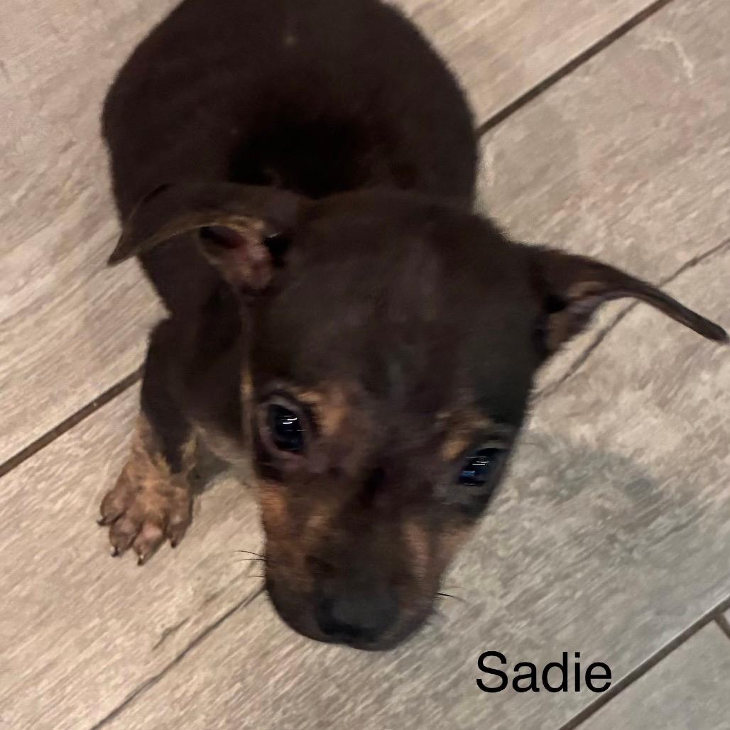 NY Sadie AvaIl Apr 18 (Tractor Supply Patterson NY)