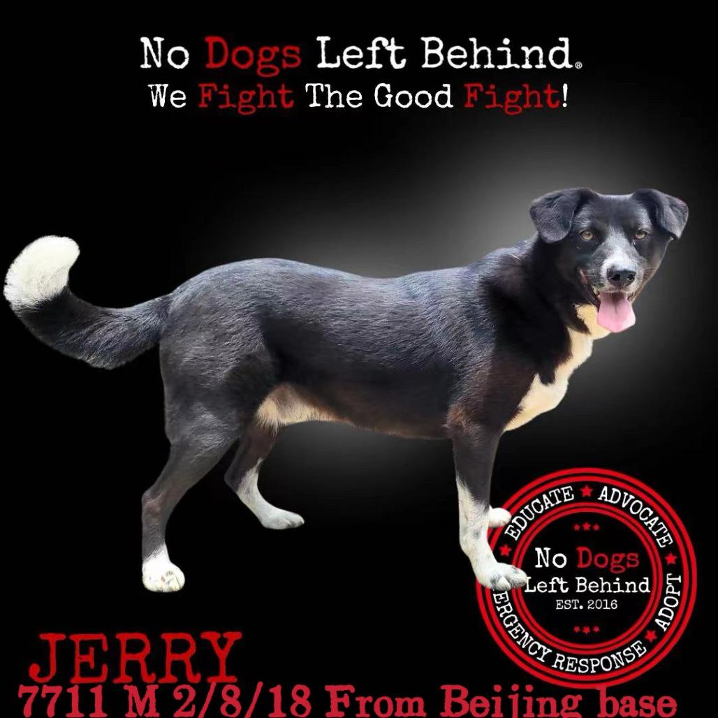 Jerry 7711
