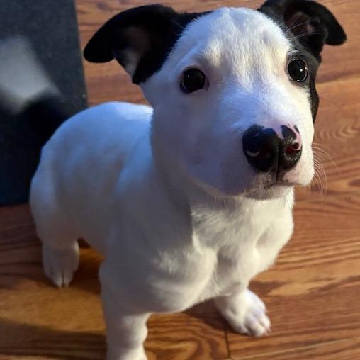 NY Freckles (Foster in Carmel NY)