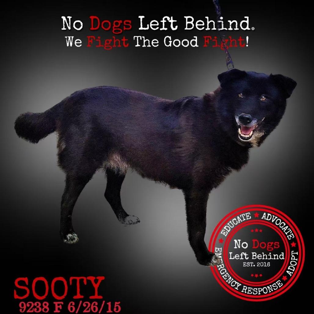 Sooty 9238
