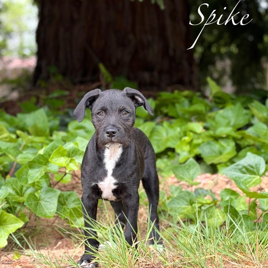Spike