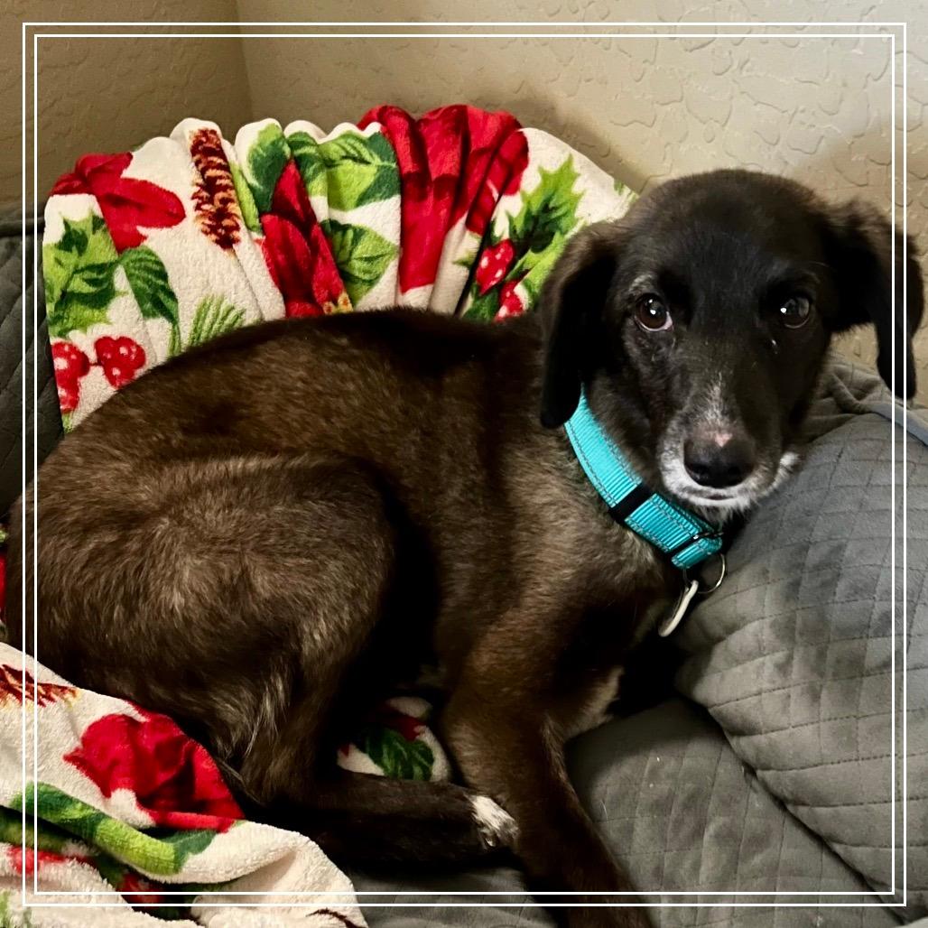 JP (Jalapeno Popper)