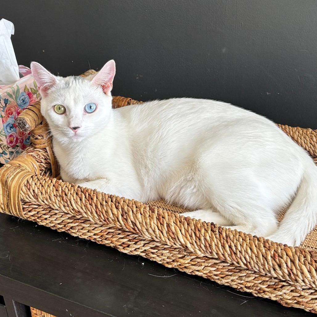 Snowball - Westmere Kitten 2