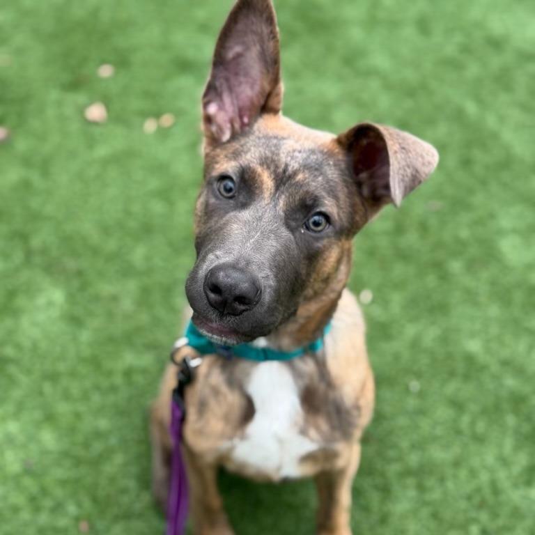 Neapolitan - In Foster to Adopt
