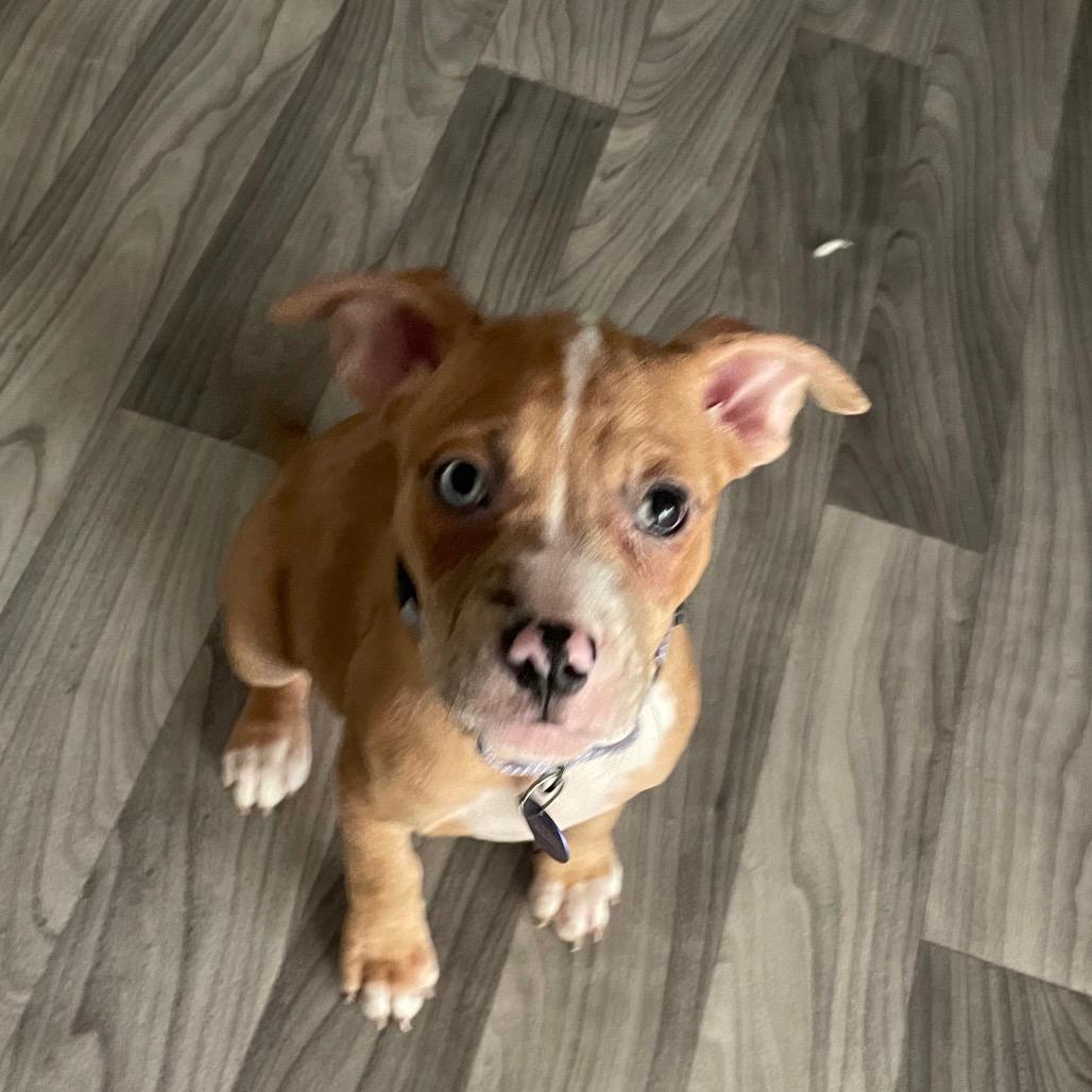 Millie