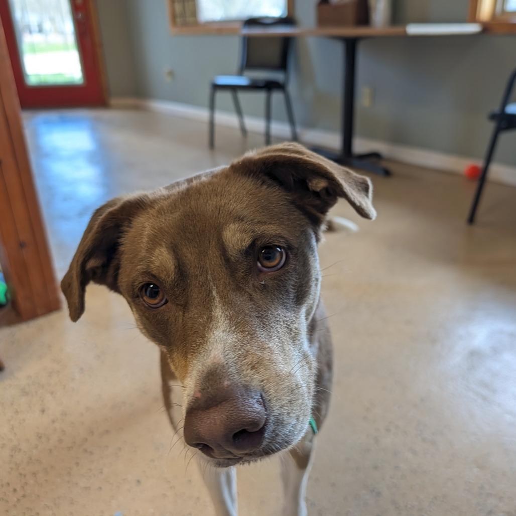 Cocoa