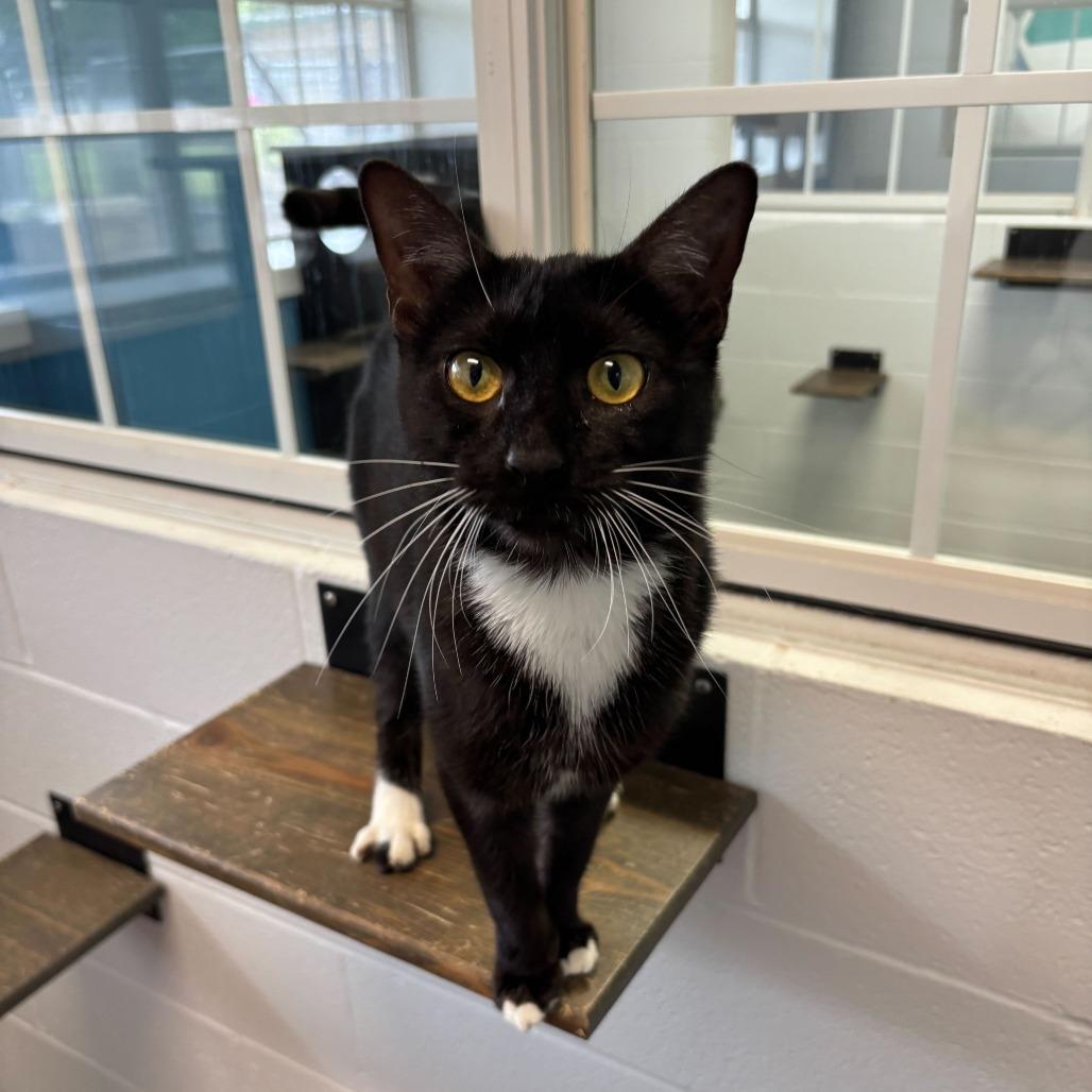 Super Massive Blackhole 