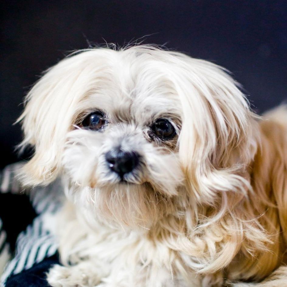 Stanley *Available Soon*