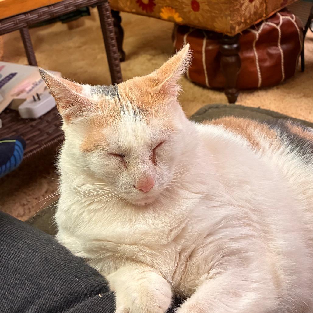 Patches II - IN FOSTER