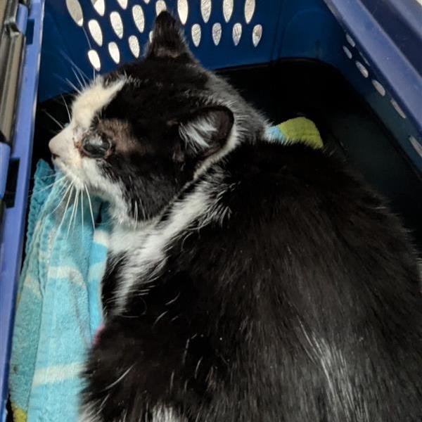 International Super Spy