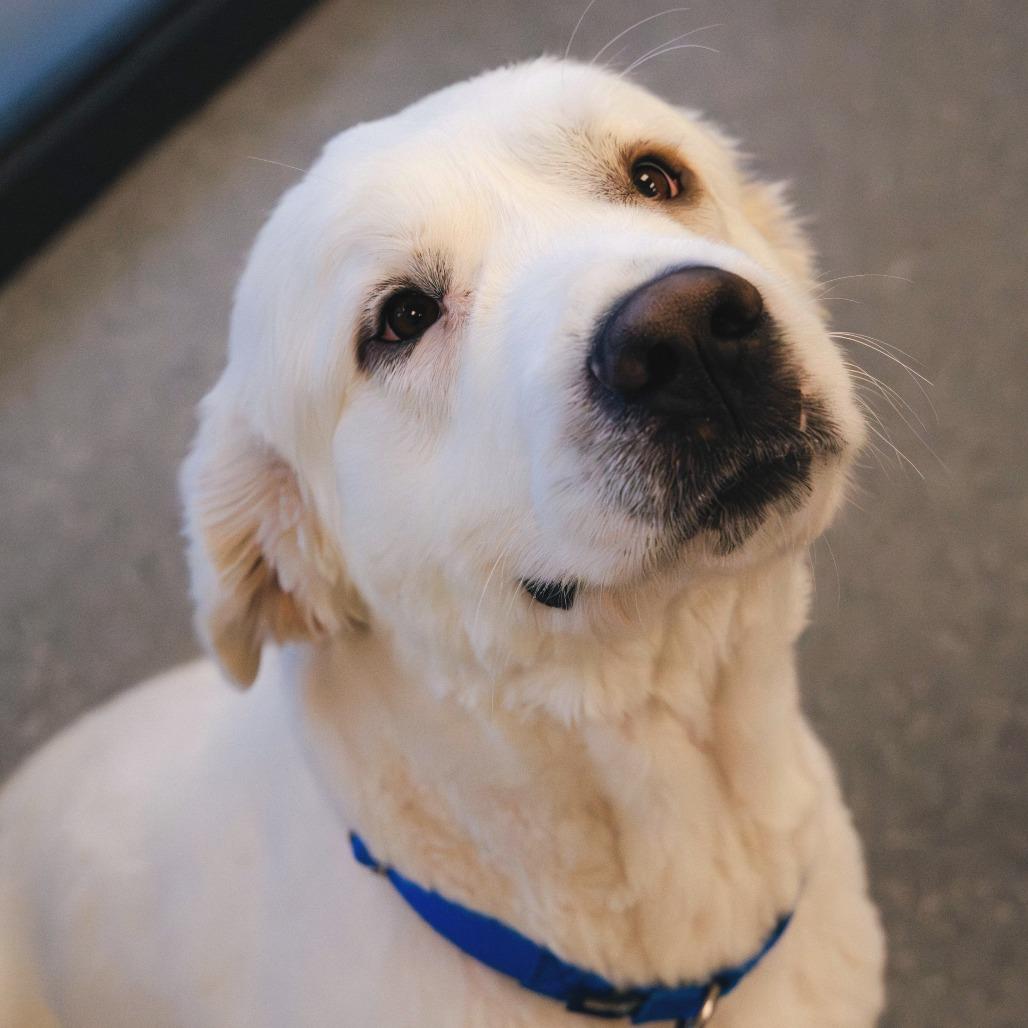 Frank (bonded with Claire)