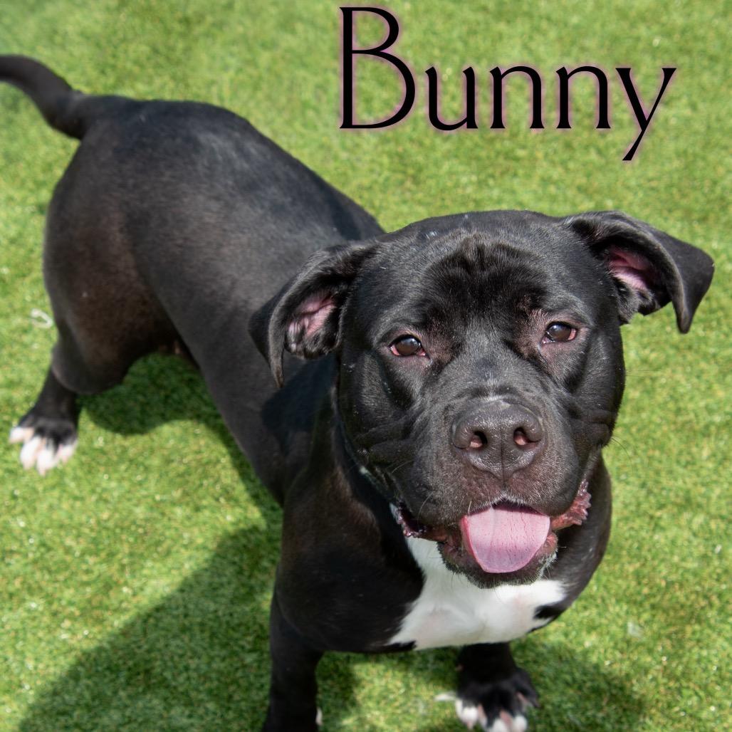 Bunny 