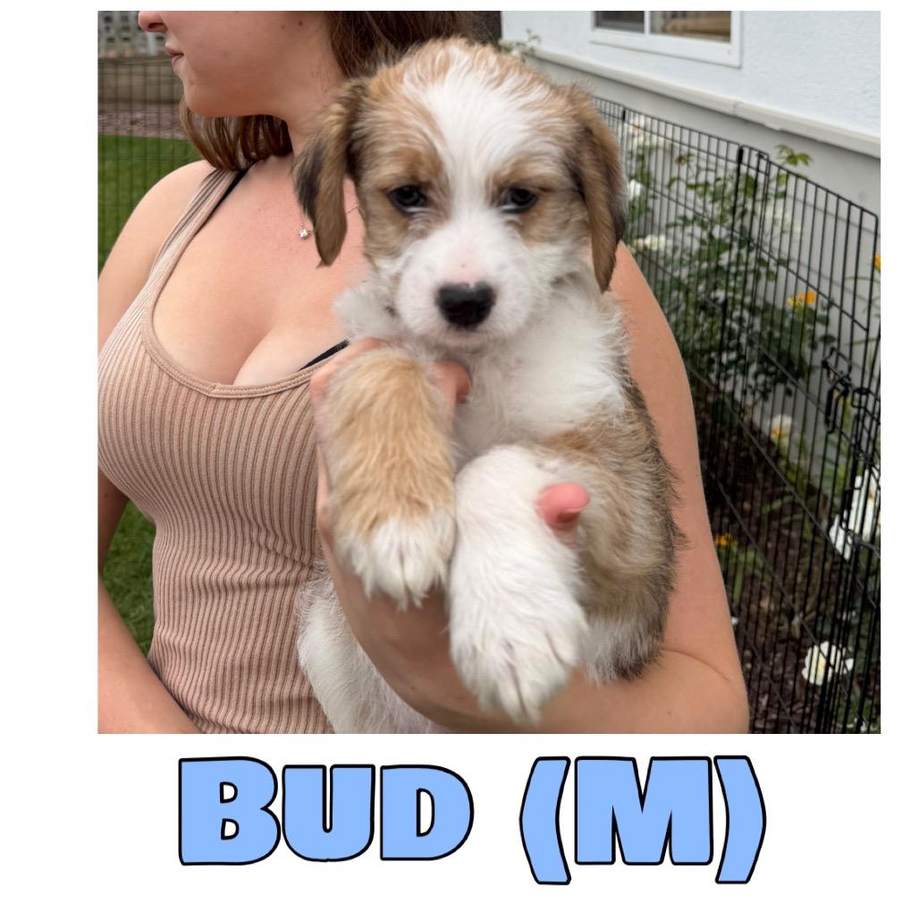 Bud