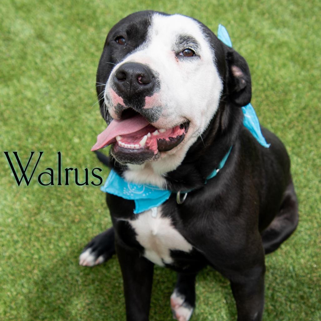 Walrus