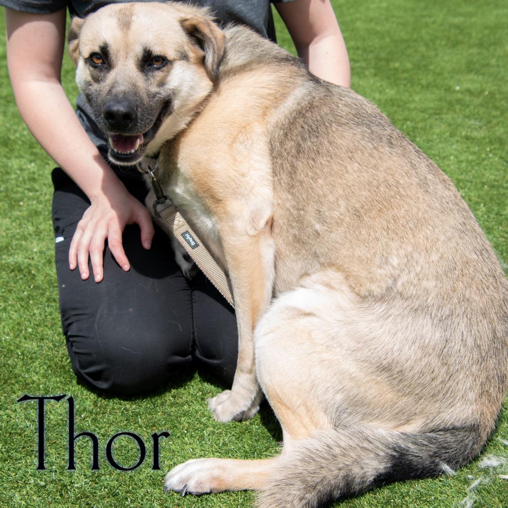 Thor 