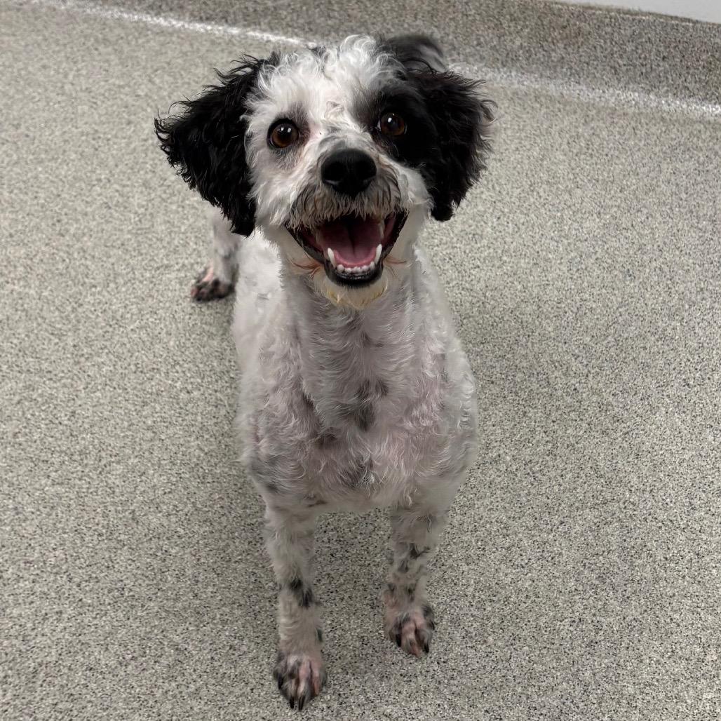 Dice (Bonded with Domino)