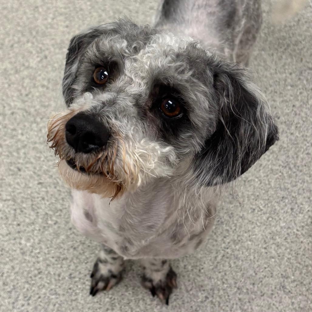 Domino (Bonded with Dice)