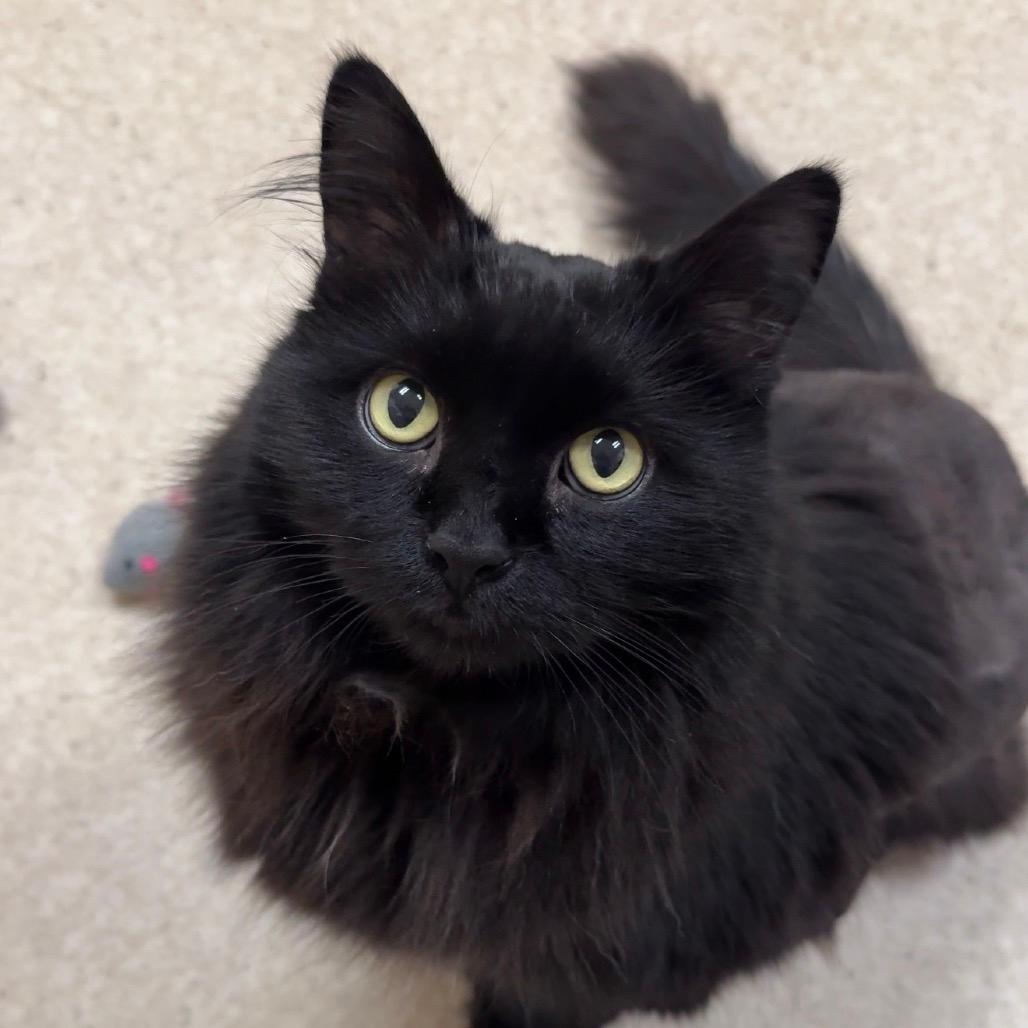 Bubba $99 - See my Video!