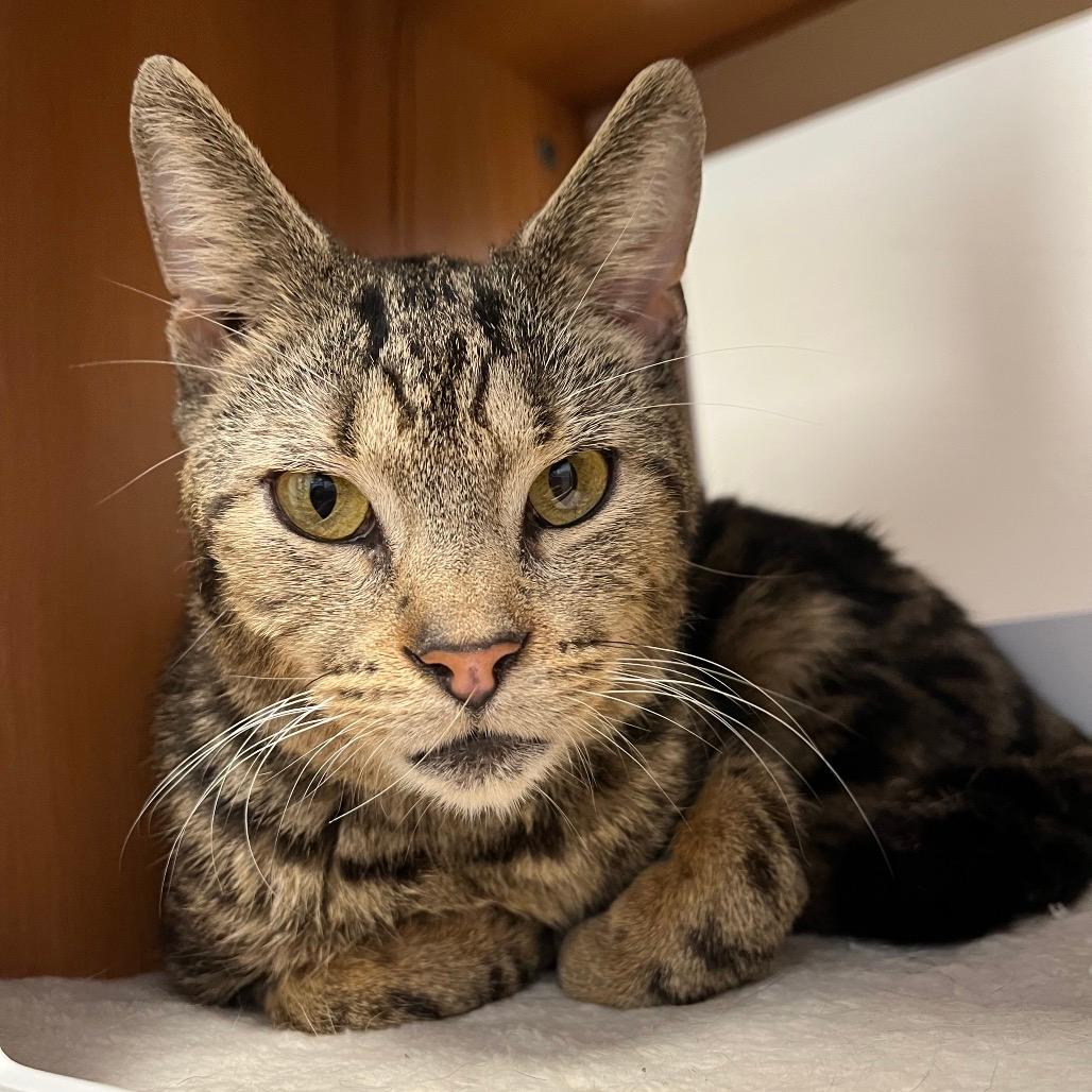 Sir Archibald the 5th