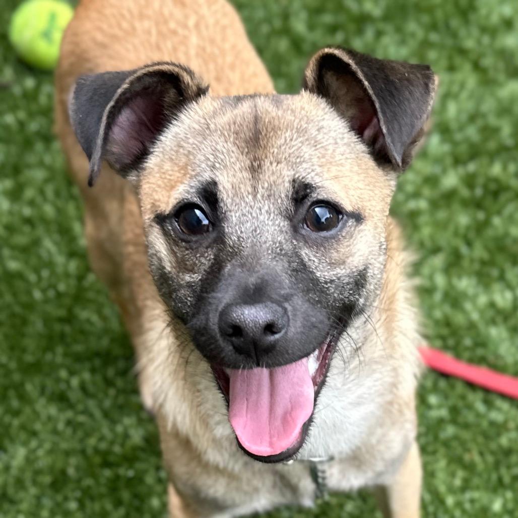 Blake (puppy) - ECAS