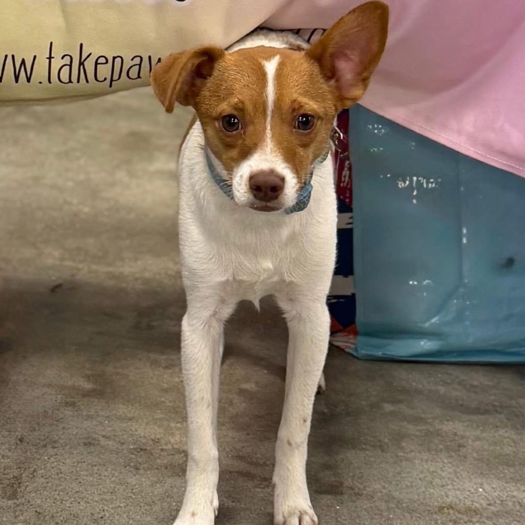 Jelly Bean (Benefactor Puppy)