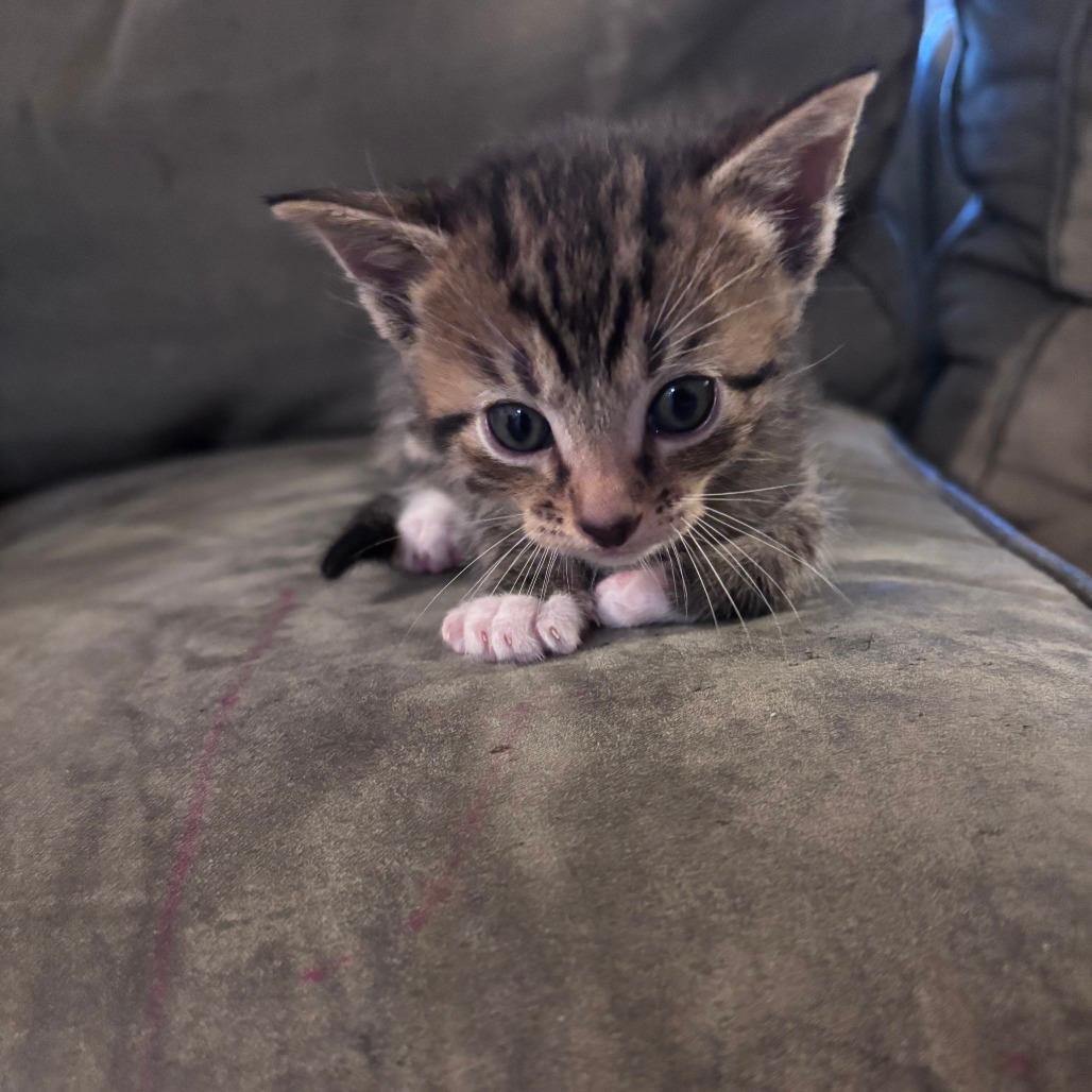 Cinnamon